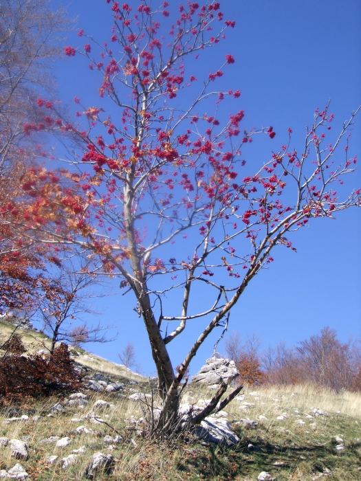 Sorbus aucuparia